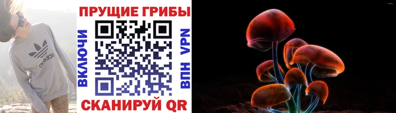 Купить  Поворино  Псилоцибиновые грибы Psilocybe 